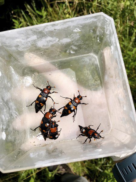 Scientists continue effort to restore American burying beetle